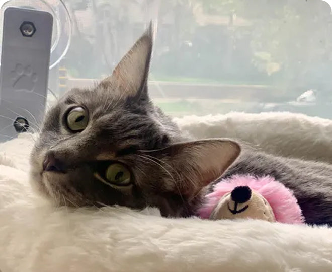 La meilleure entreprise d'oreillers pour animaux de compagnie : Choisir des oreillers ergonomiques, orthopédiques et imperméables pour un confort optimal